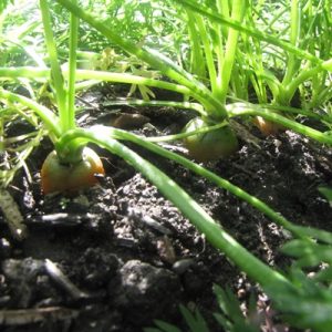 Carrots grow out of the ground a little. They are ready to pull up.