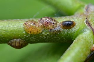 320px-Scale_insects_(7244837120)
