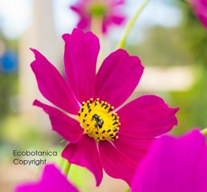 stingless bee on a cosmos flower