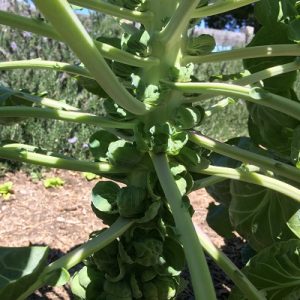 Brussels sprouts don't form properly in areas without frost