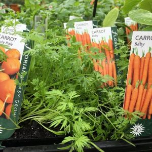 Buying punnets of carrot seedlings is a no-no