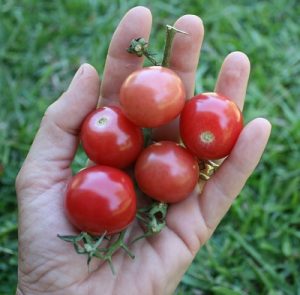 cherry-tomatoes-and-hand-400