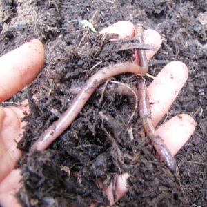 A richly organic soil supports lots of life