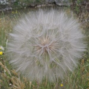 Super sized dandelion seed head