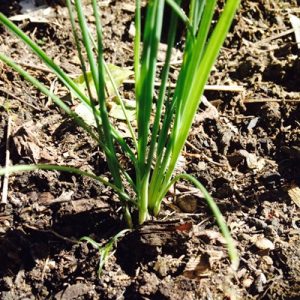 Leeks sown as seed directly into beds will need thinning once they grow large enough to handle.