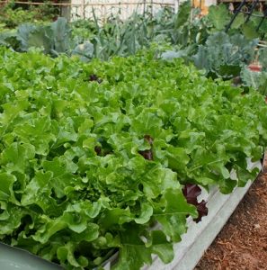 lettuce-patch-crop-400