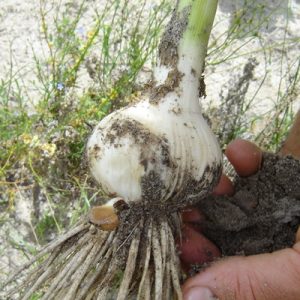 fresh garlic bulb