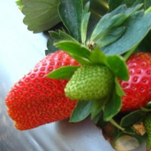 Strawberries thrive in slightly acidic soil