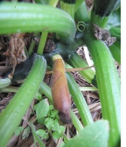 This zucchini is not pollinated so the fruit is rotting away